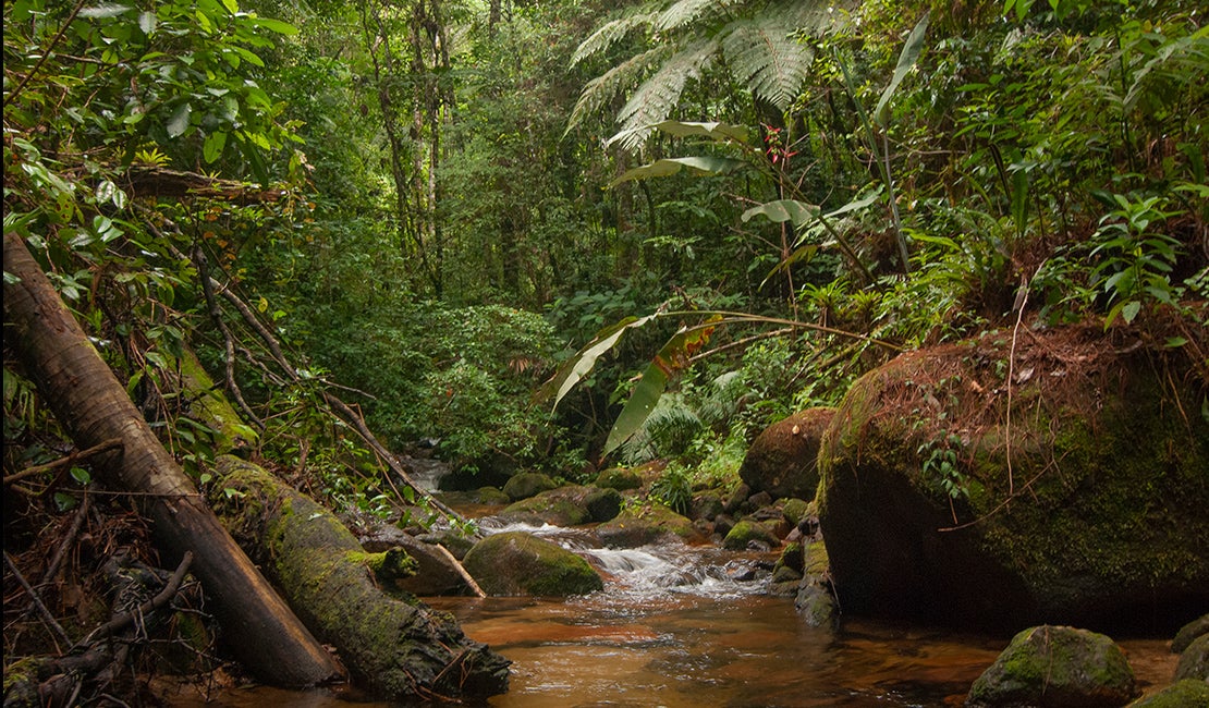 The Art of Nature,” Re:wild's Art Basel event brings together the