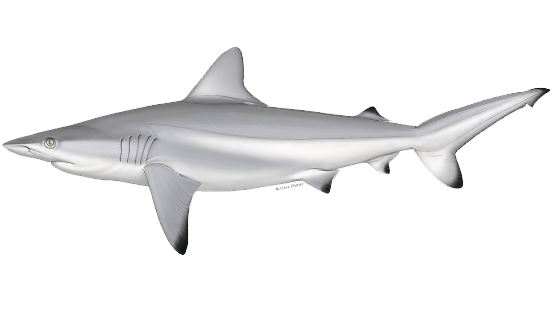 Glowing sharks, electric rays and a ghost shark are among the
