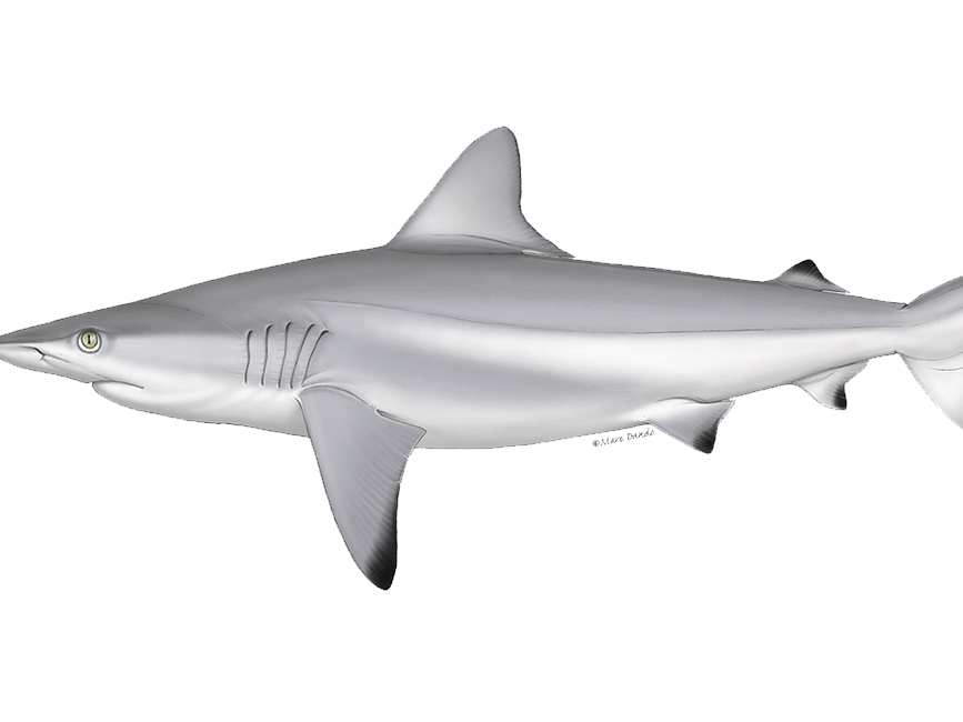 【RAZO】 First Shark' 'Godzilla 300-Million-Year-Old Name Scientists SHARK GLAYN ギター