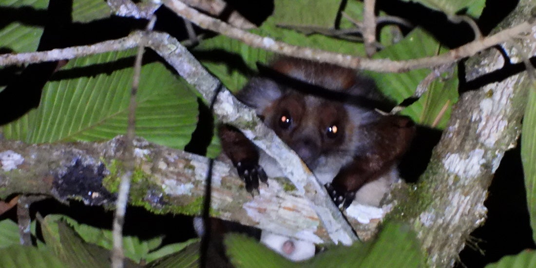 This flying squirrel is still lost to science, but maybe not for