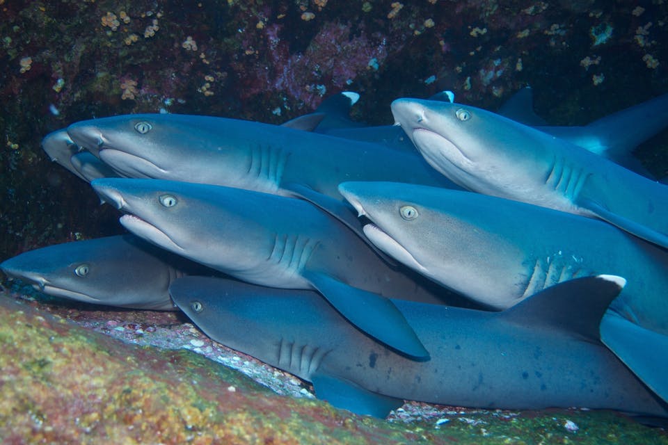 group of sharks