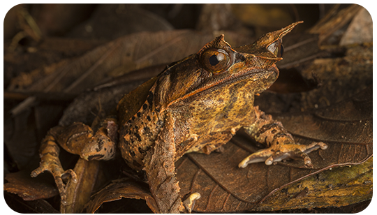toad