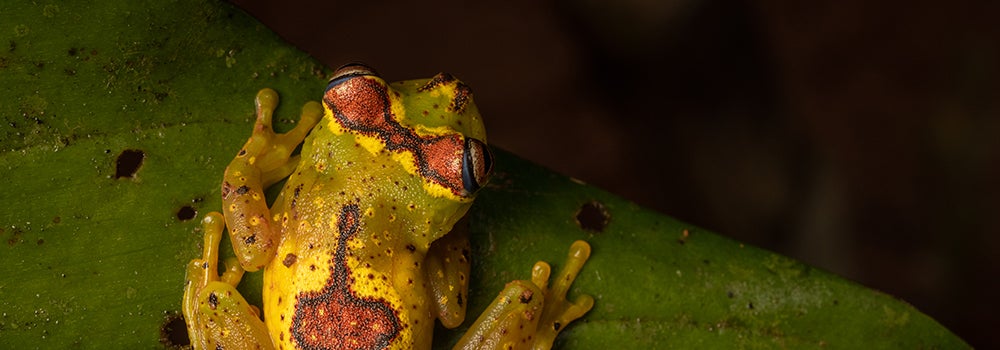 frog with red spots