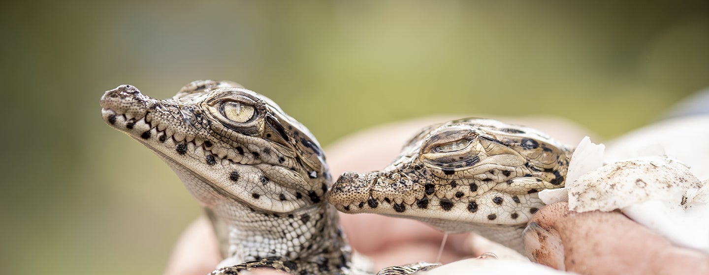 baby crocodiles