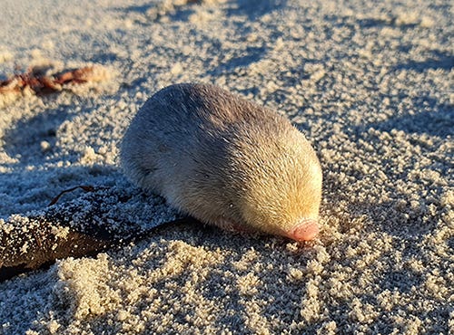 De Winton's Golden Mole.