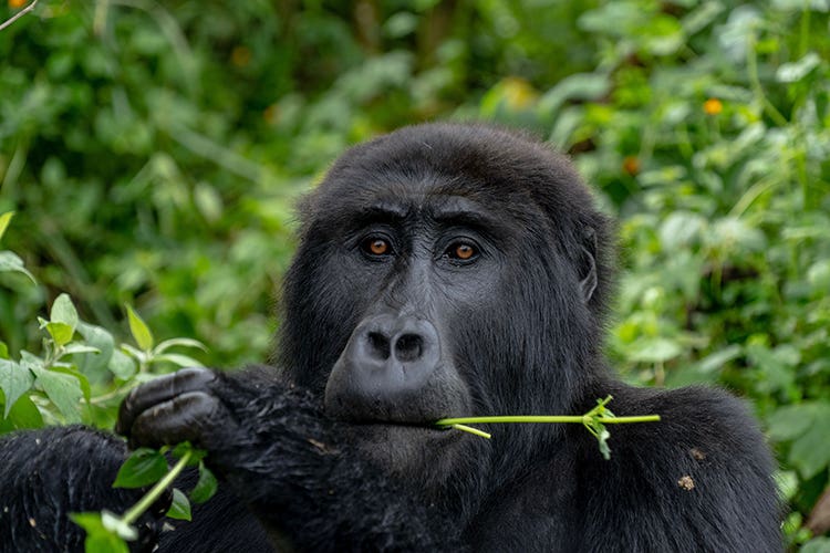 gorillaeatinng