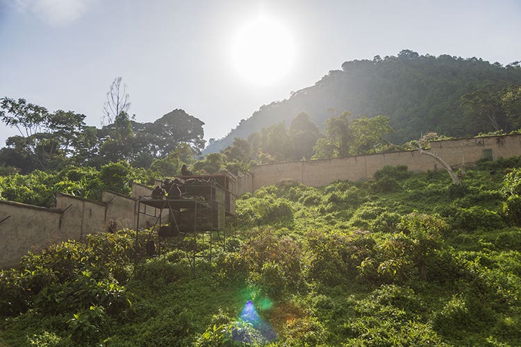 gorillasanctuary