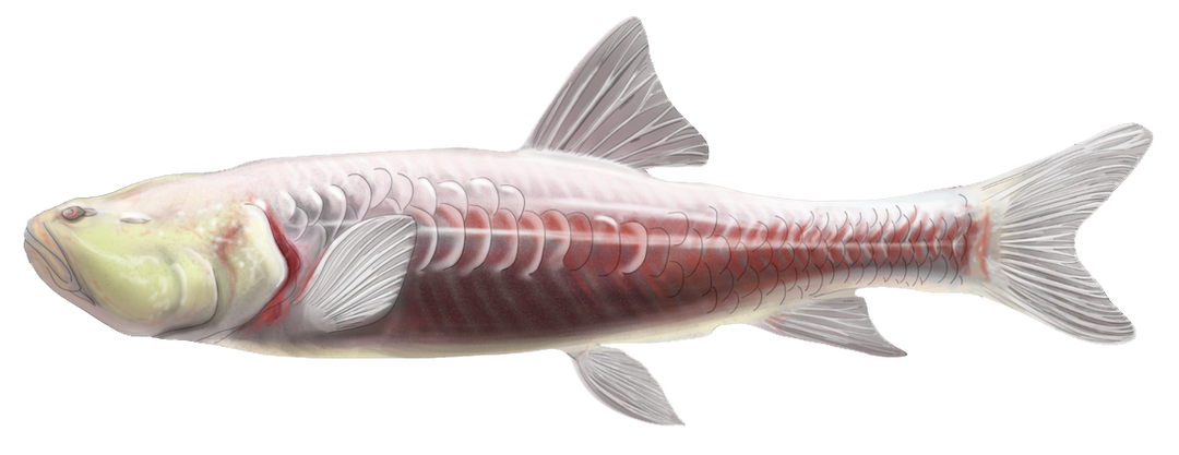 Dimittha Fish Lost Fishes | rewild.org | Re:wild