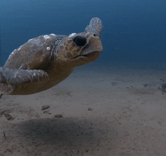 sea turtle swimming