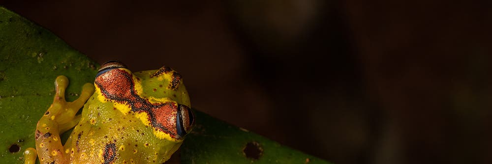 frog