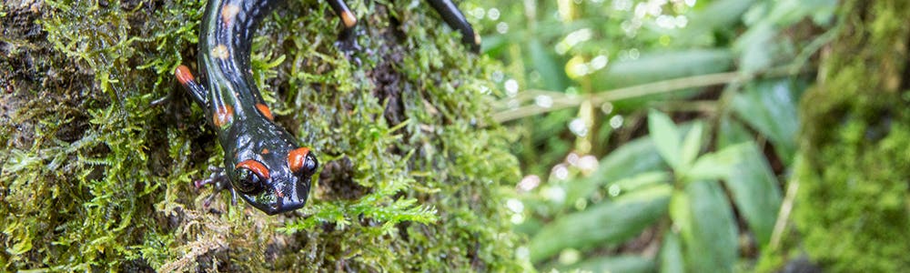 amphibian standing on moss