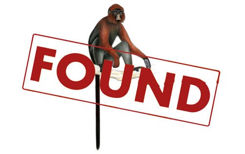 Lang’s Red Colobus illustration
