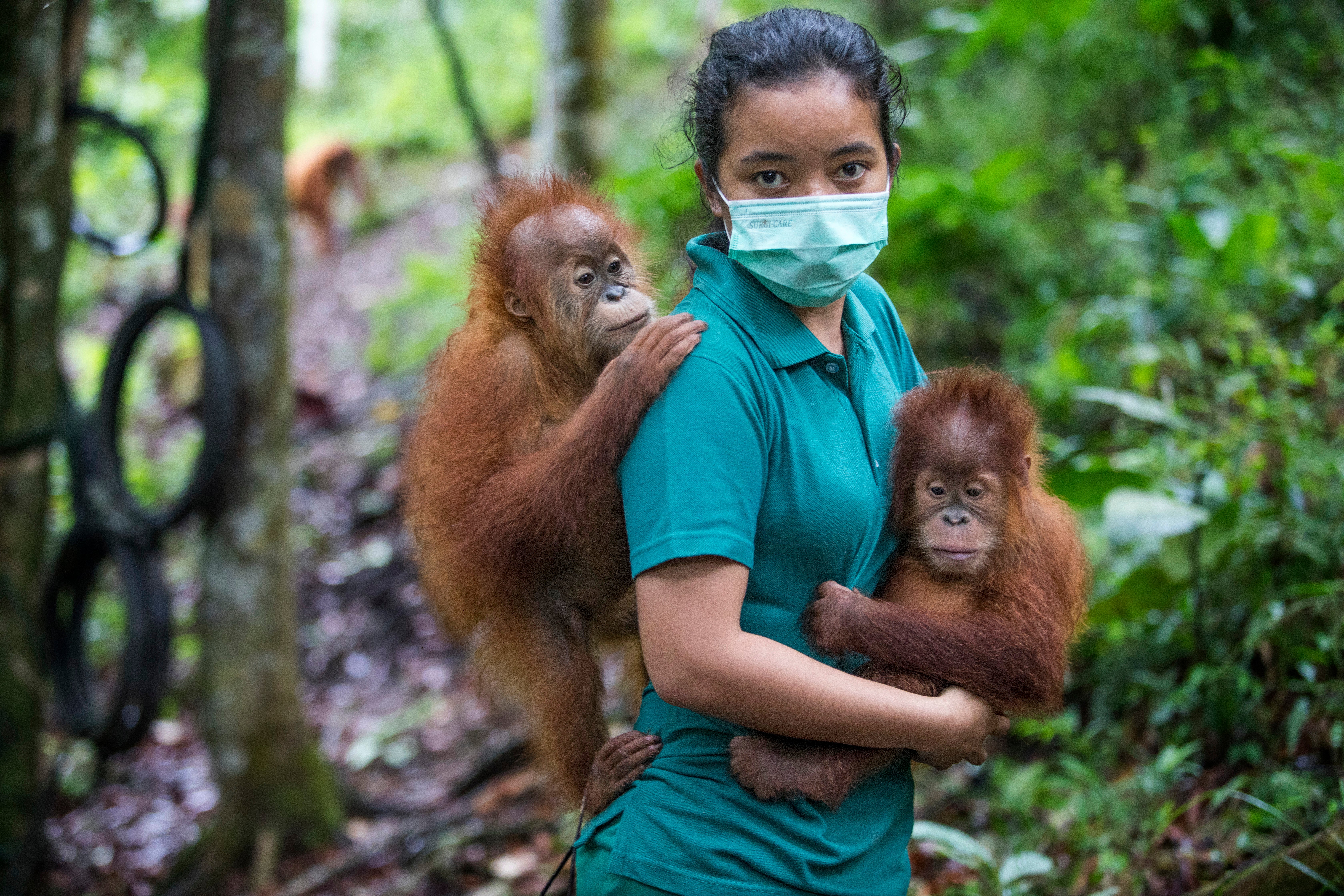 Orangutans Conservation: Saving Apes & Their Habitats | rewild.org