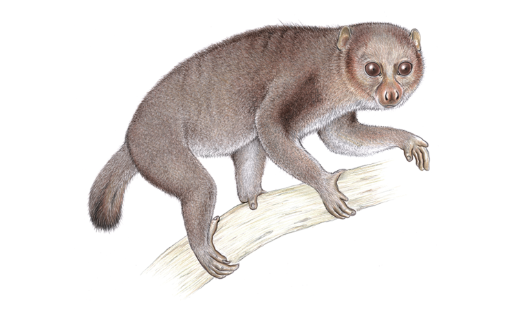 Mount Kenya Potto illustration
