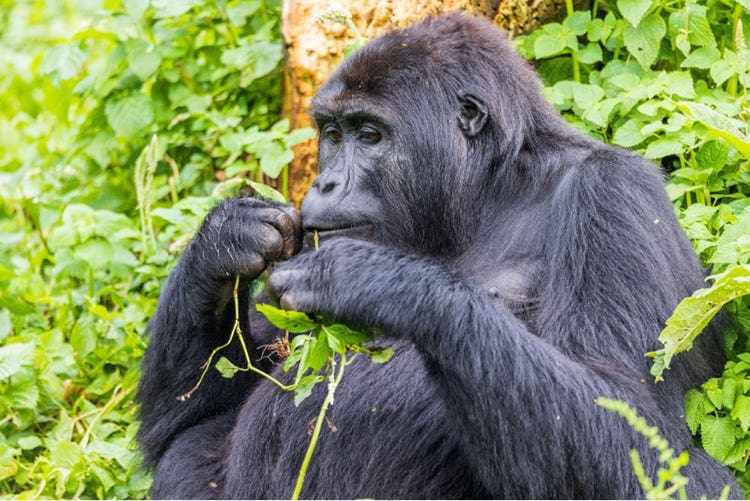 rescuedgorilla