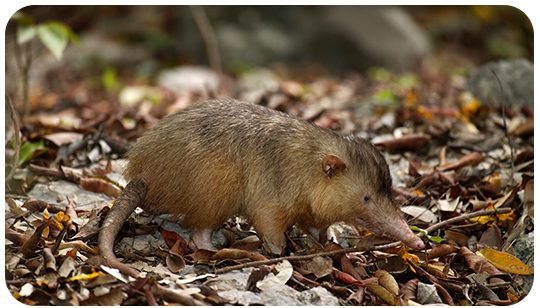christmas island shrew