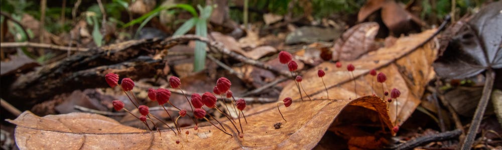 mushrooms growing on a leaf