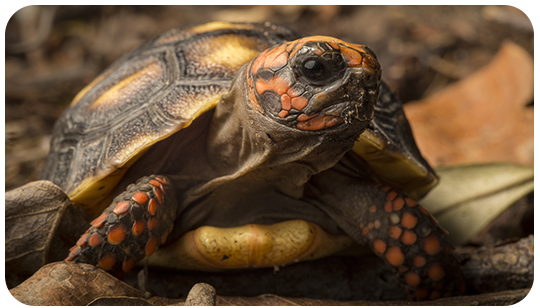black and red tortoise