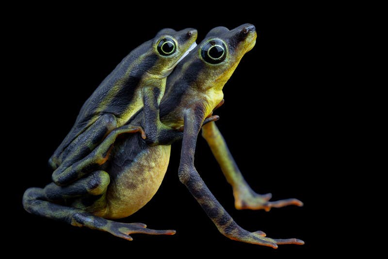 Atelopus elegans