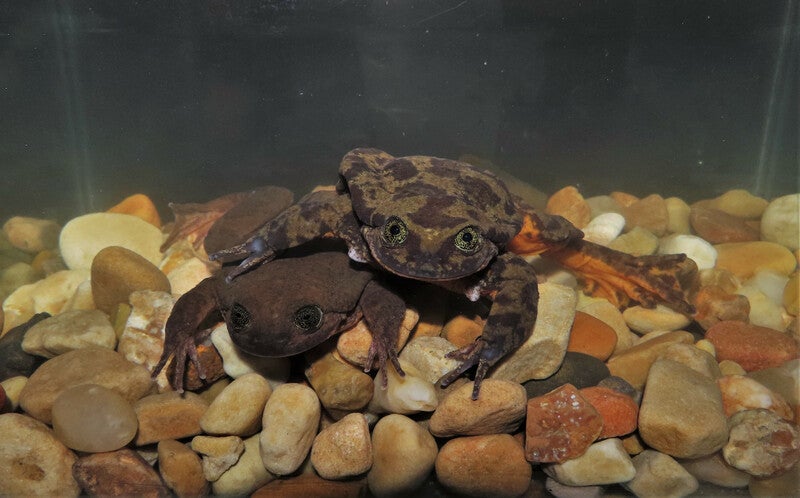 Sehuenca's Water Frog | Re:wild