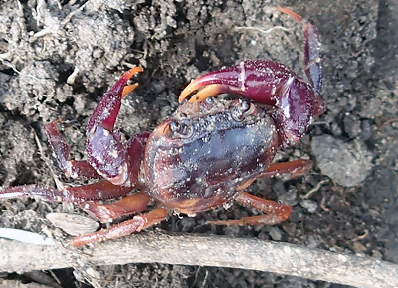 Afzelius's crab (Photo by Pierre A. Mvogo Ndongo)