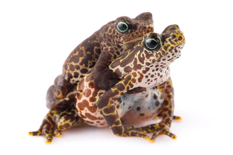 Atelopus certus, Panama