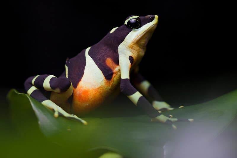 Atelopus limosus, Panama