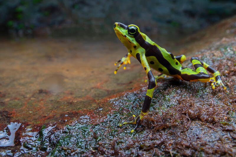 Atelopus spurrelli