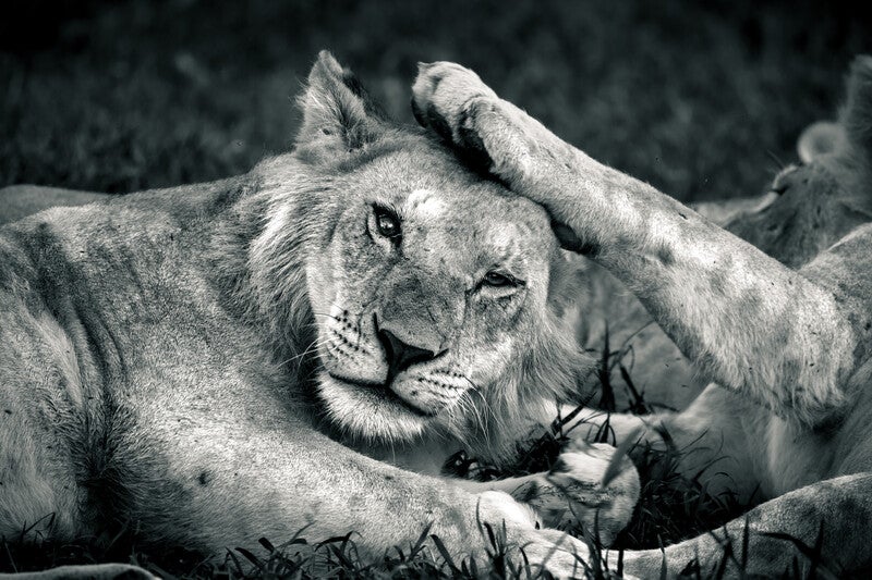 lion laying down