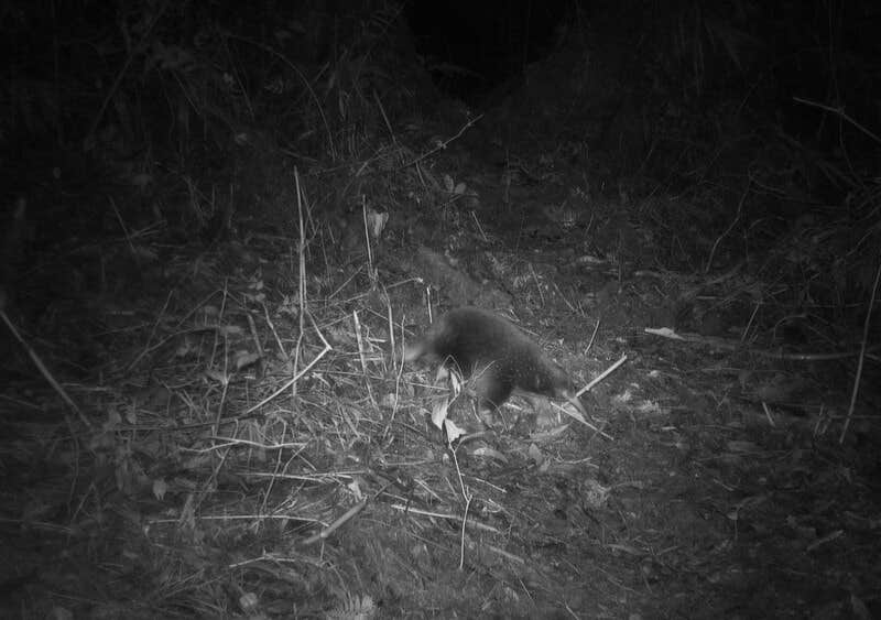 Camera trap photo: Attenborough’s long-beaked echidna