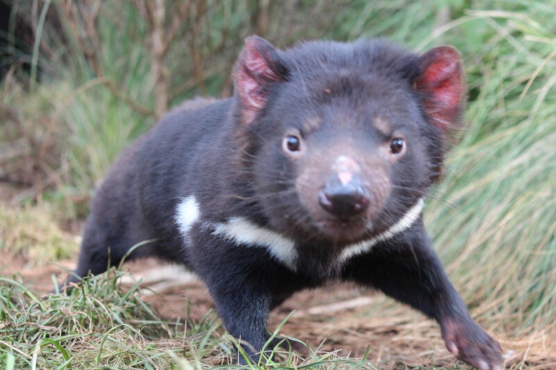 Tasmanian devil | Re:wild