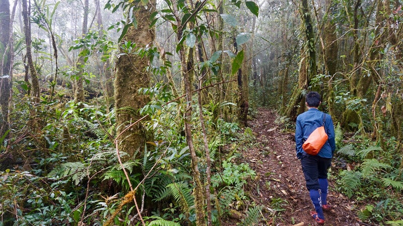 Hiking in rainforest Vietnam