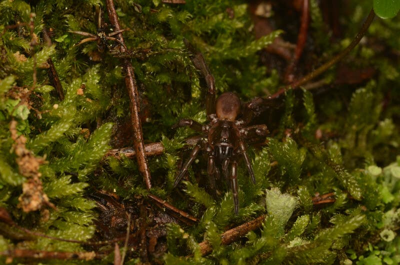Fagilde's trapdoor spider