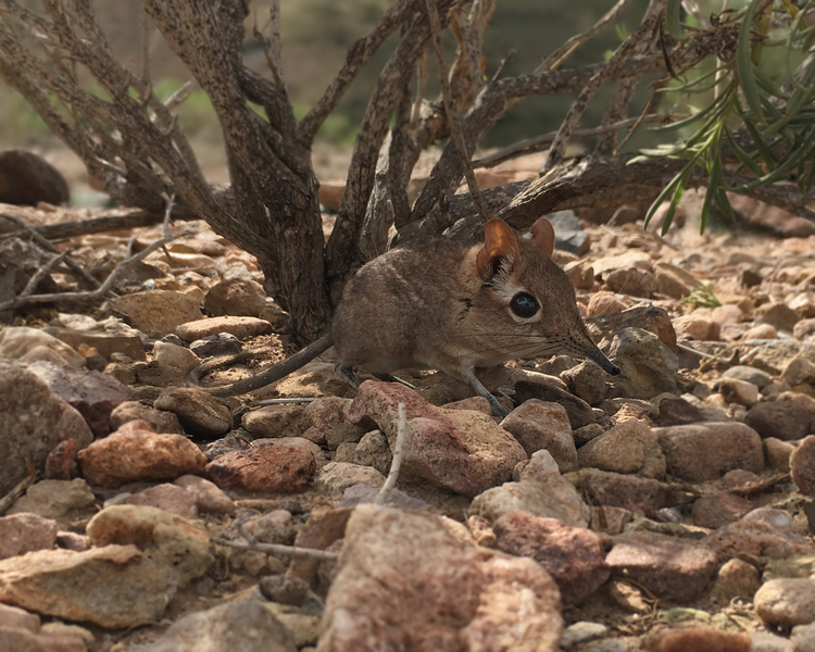Photo: Somali Sengi