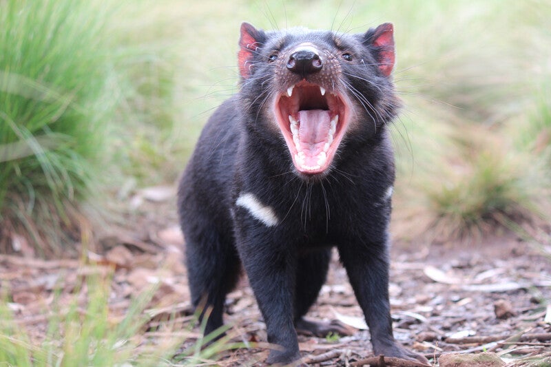 First Tasmanian devil joeys born on mainland Australia in the wild