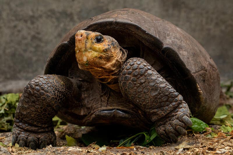 Rediscovered Fernandina Giant Tortoise