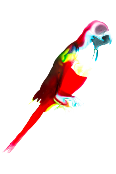 Sinu Parakeet