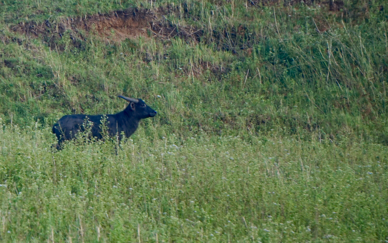 Tamaraw in Mounts Iglit Baco National Park.