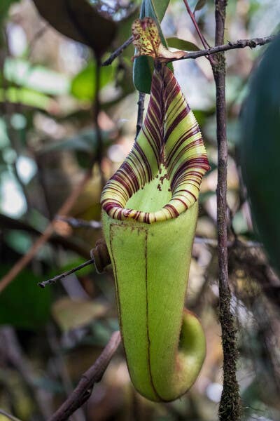 Velvet pitcher plant (Nepenthes mollis) (Photo by Alastair Robinson) (03)