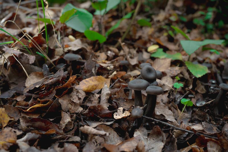 Big Puma Fungus