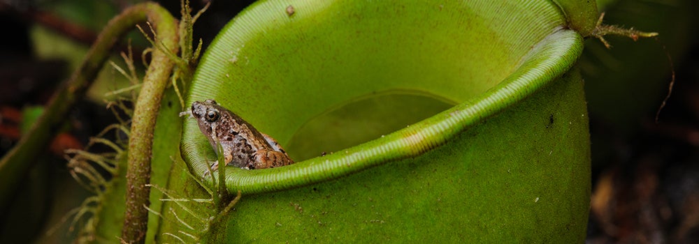 small frog inside a plant