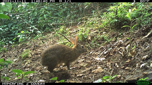 rabbit standing in a wooded area