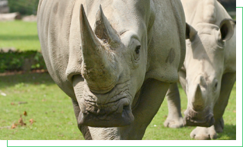 2 rhinos