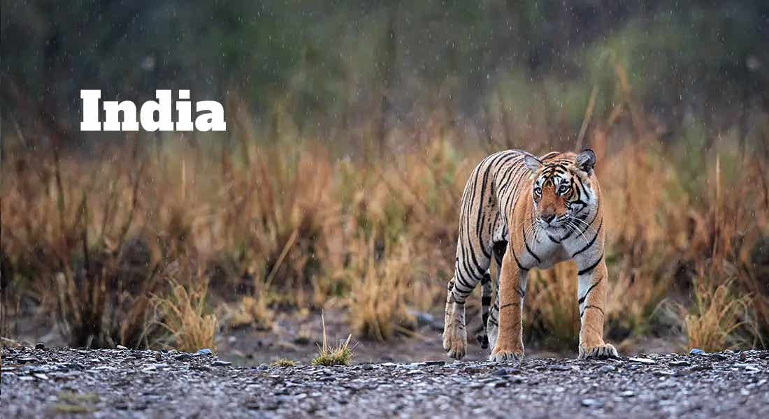 tiger and text that says "india"