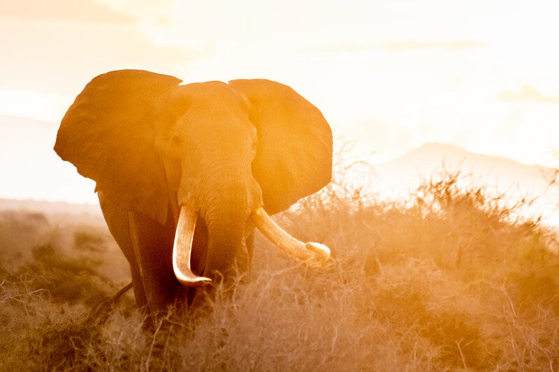 elephant in the sunset