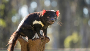 tasmanian devil