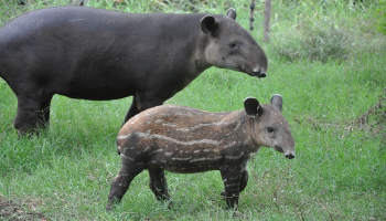 adult and baby tapir