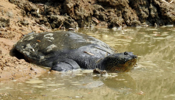 turtle in the water
