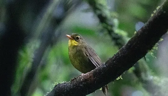 yellow-green bird on a branch
