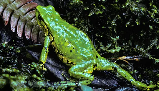 green toad in a forest